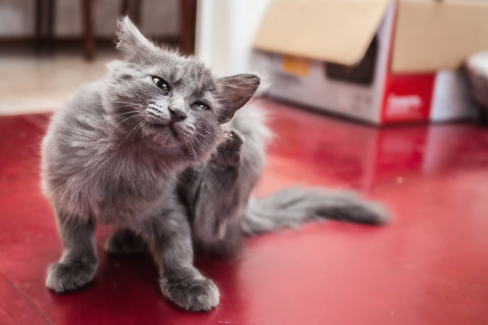 Alimentação balanceada e boa hidratação ajudam no tratamento da sarna em gatos