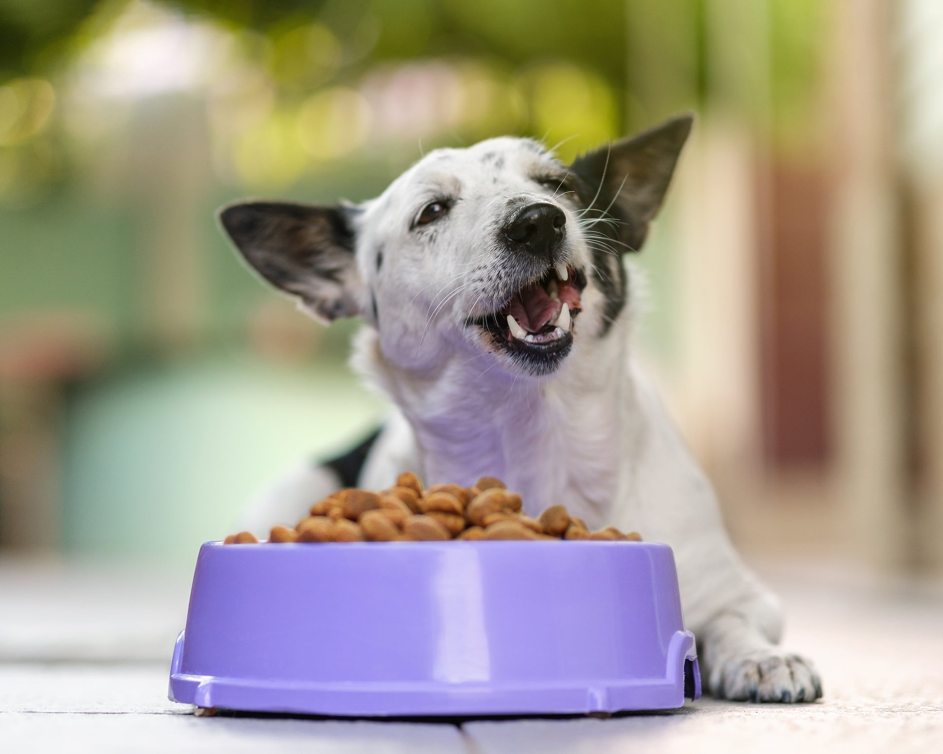 Entusiasmo ao comer a ração é um bom sinal de que seu cão gosta da comida
