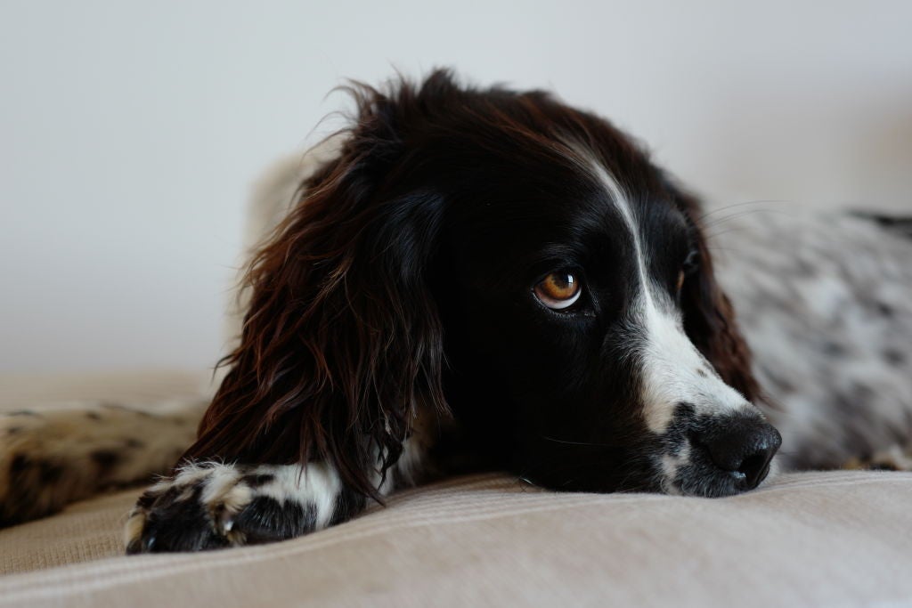 Saber como o seu cão normalmente se comporta ajuda a identificar possíveis problemas de saúde