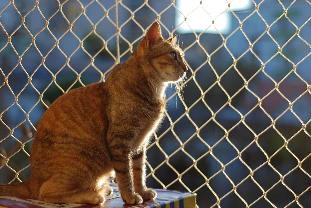 Existem diversos tipos de tela de proteção para gatos no mercado