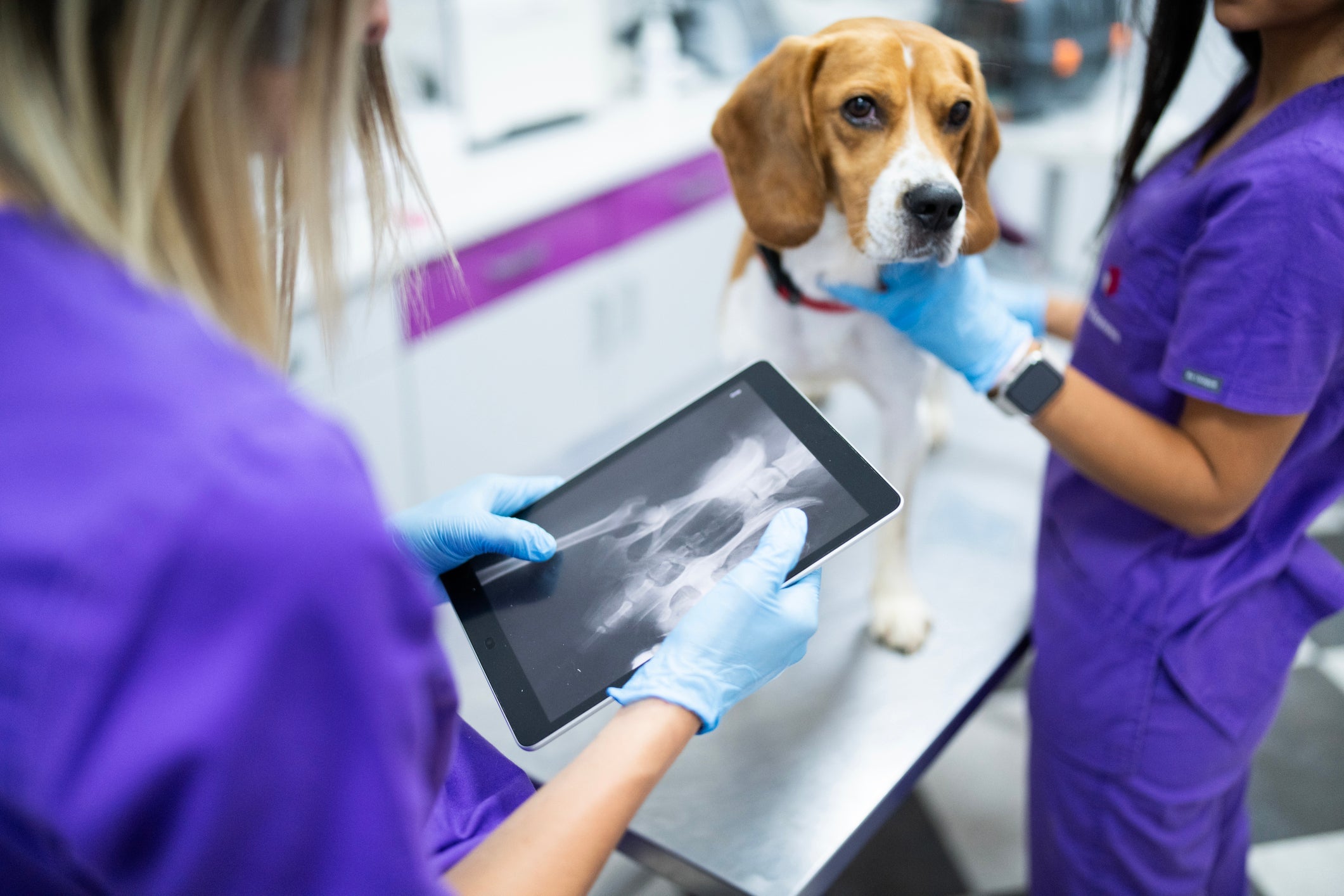 A tomografia em cachorro é ideal para investigar problemas de saúde com mais precisão