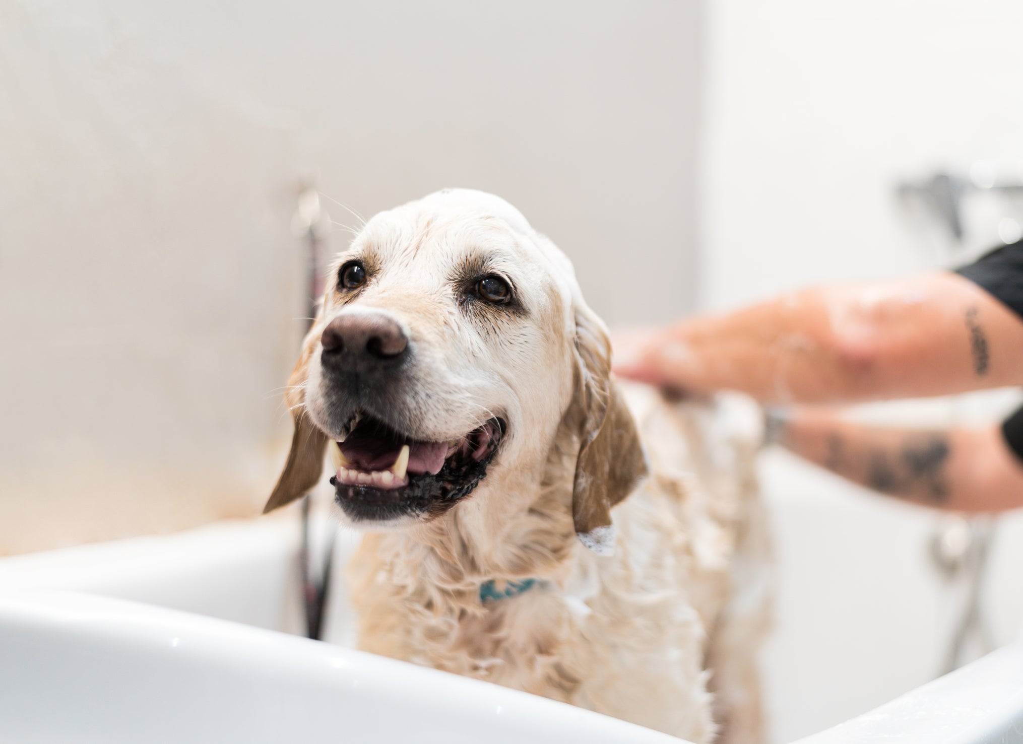 Escolher um shampoo para cachorro apropriado para as características do seu pet é essencial