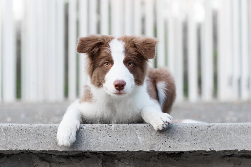 O Border Collie filhote precisa de bons estímulos para crescer saudável e mentalmente aguçado