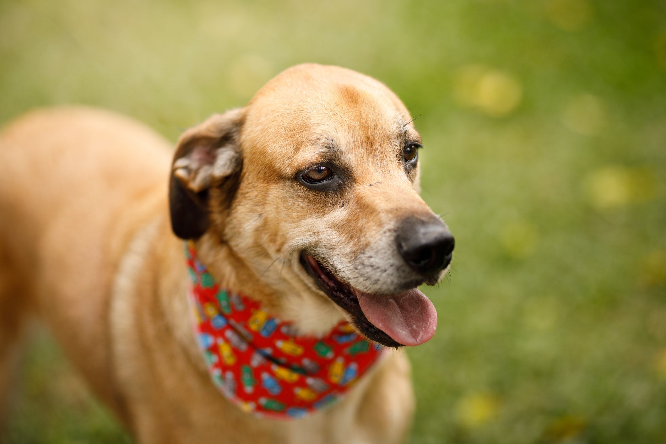 Comer muito rápido, excitação e mudanças de temperatura podem deixar o cachorro com soluço