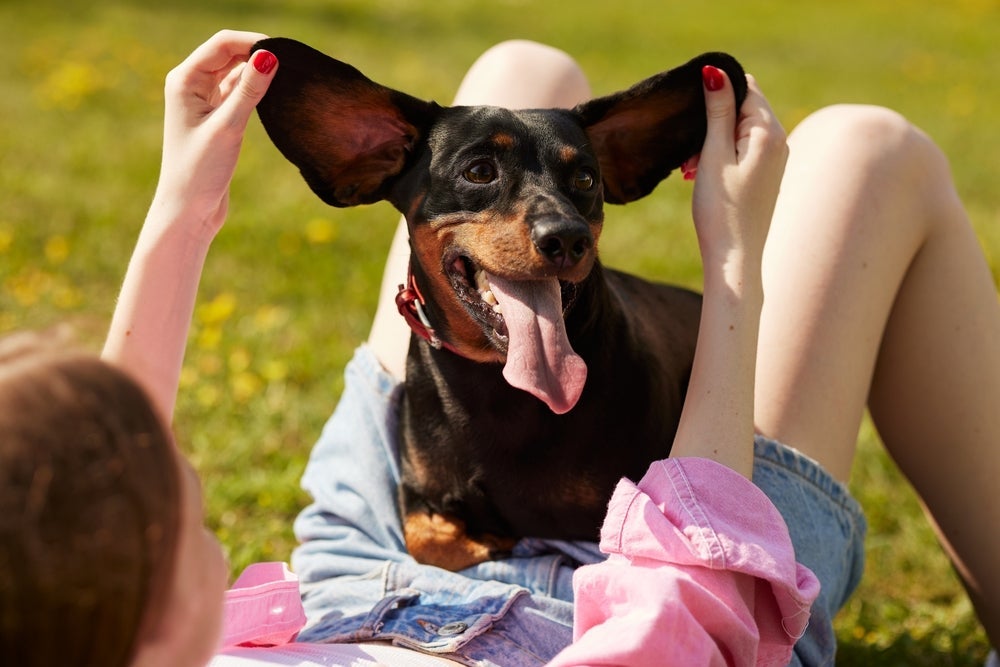 Cachorros da orelha grande: raças incluem cães de companhia populares e até caçadores clássicos