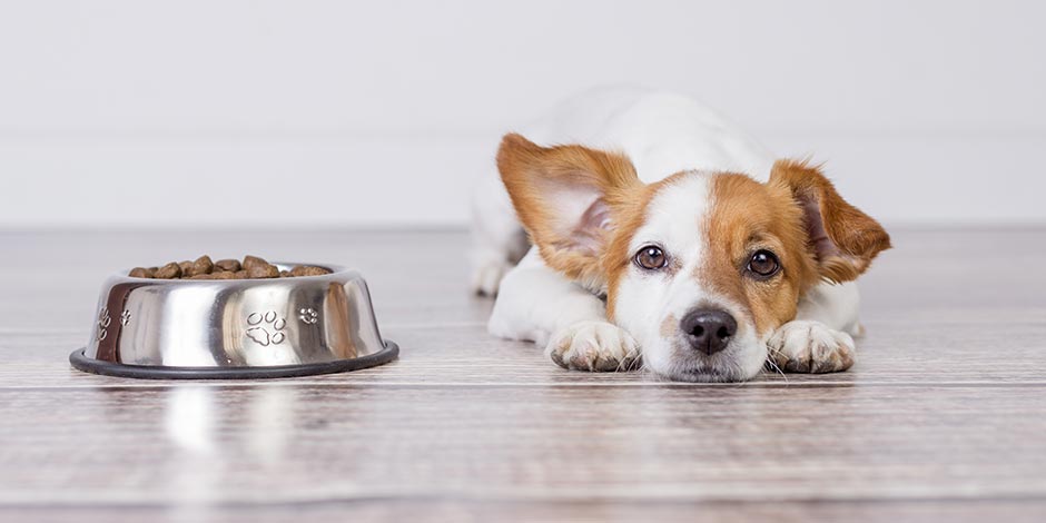 Cachorro pode comer ameixa – Considerações. Cachorro pode comer ameixa sim, mas com algumas considerações. Cão doente deitado perto da tigela.