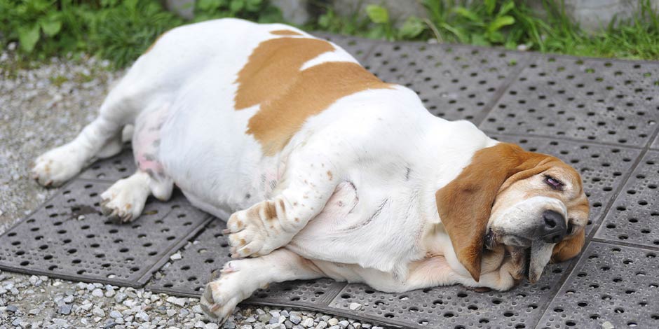 Cachorro pode comer beterraba - Obesidade Cachorro pode comer beterraba se não tiver diabetes ou obesidade como o cão da foto que está deitado no chão.