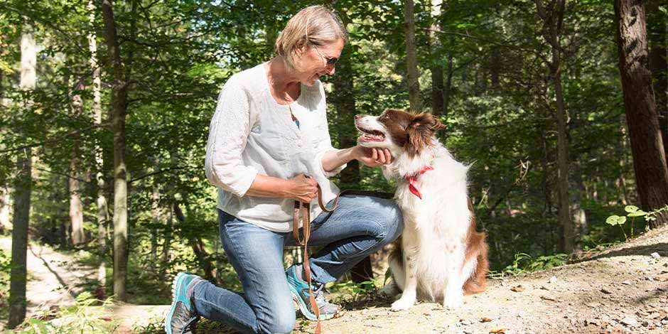 Cachorro pode comer iogurte grego - Precaução Cachorro pode comer iogurte grego com precaução. Border collie com sua humana.