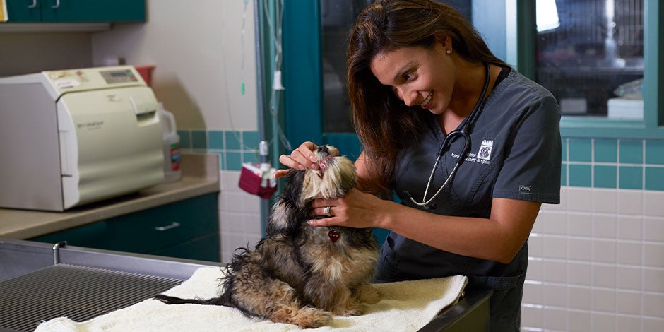Cachorro pode comer iogurte grego - Veterinário Cachorro pode comer iogurte grego. Porém, sempre consulte o veterinário antes.