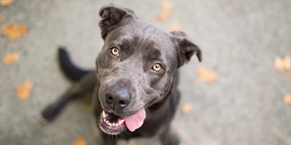 Cachorro pode comer iogurte grego? Cachorro sentado olhando para a câmera