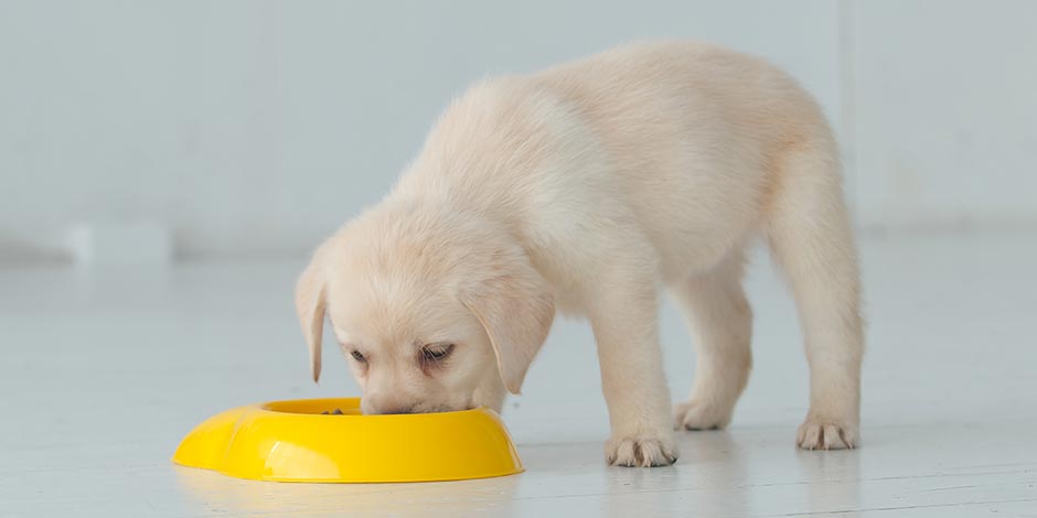 Cachorro pode comer milho? Cachorro comendo de uma tigela.