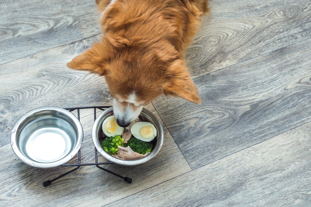 Cachorro pode comer ovo cozido, mas com algumas considerações importantes