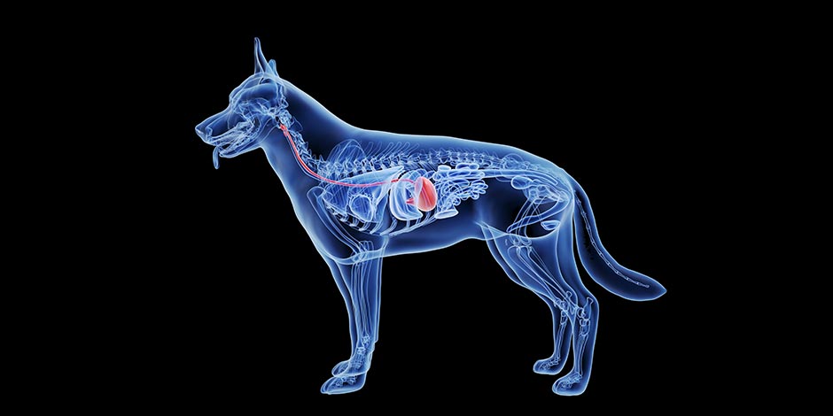 Cachorro pode comer pimentão - Anatomia Cachorro pode comer pimentão. Anatomia dos cachorros.