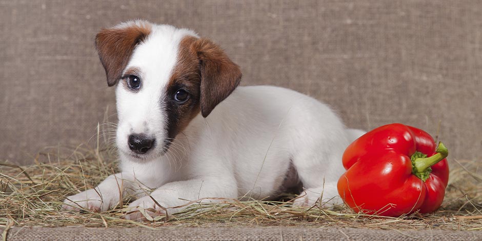 Cachorro pode comer pimentão. Cachorro deitado com um pimentão vermelho.
