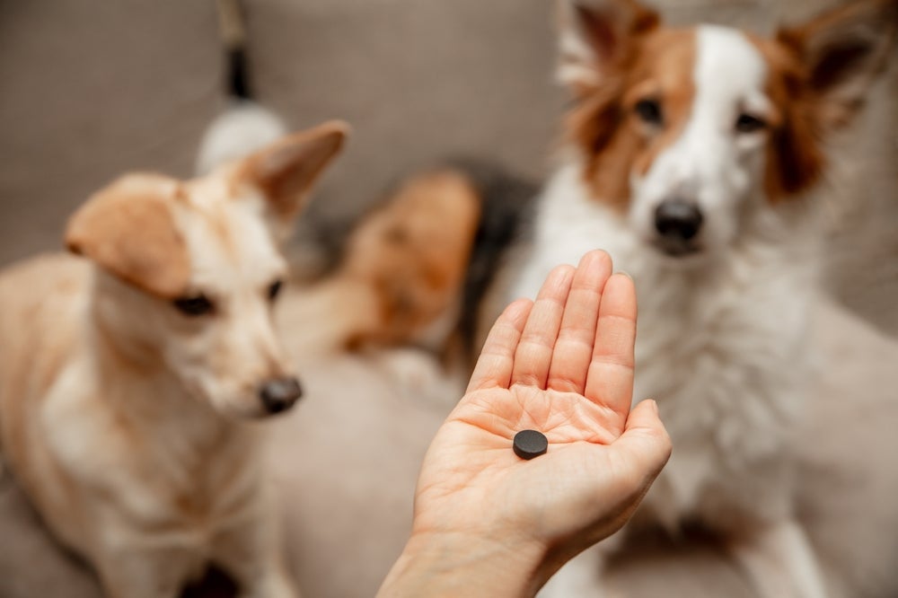 O carvão ativado para cachorro é indicado em situações de intoxicação ou envenenamento