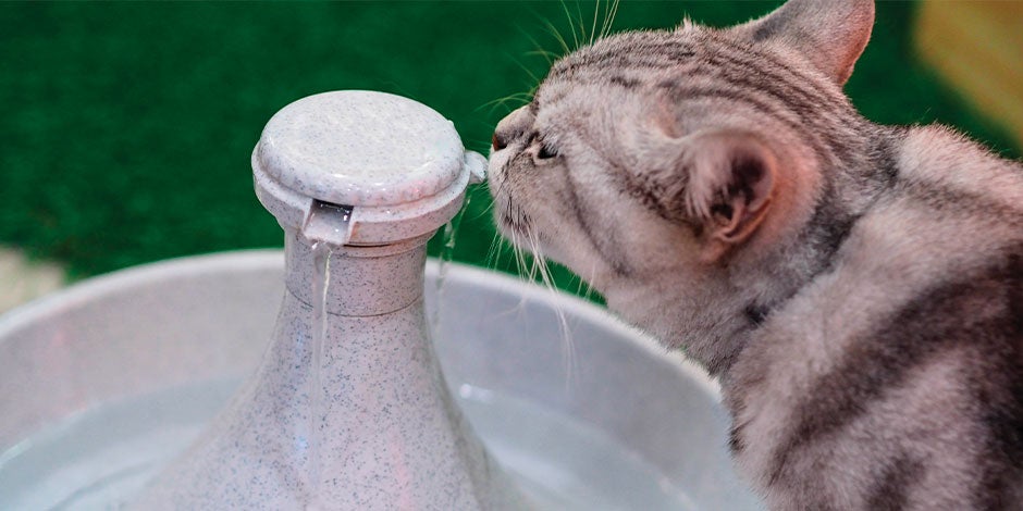 Comida para gatos castrados - Água Após a castração, a comida para gatos castrados é fundamental, igual que sua hidratação. Gato bebendo água.