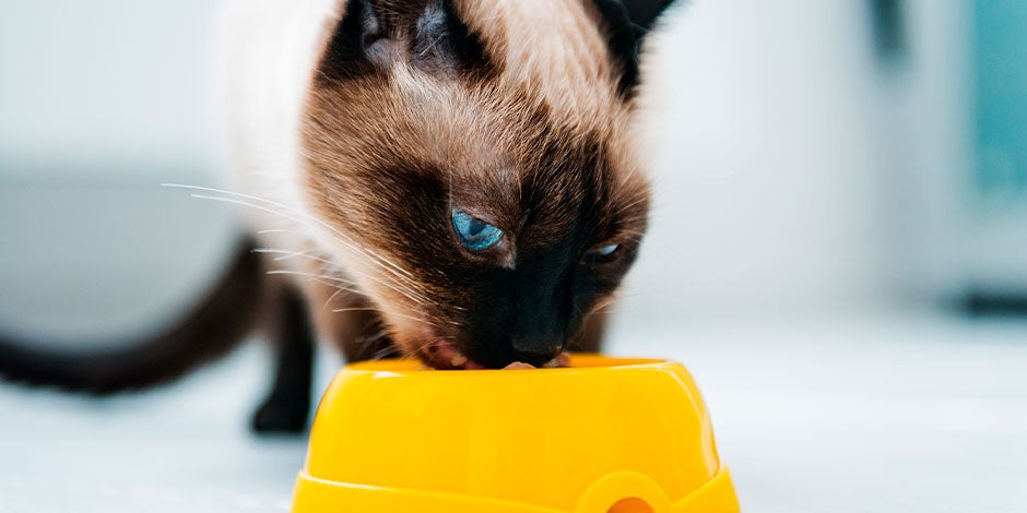 Gato siamês comendo comida para gatos castrados.
