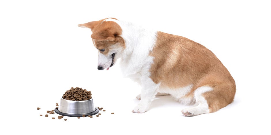 Como abrir o apetite do cachorro – Sem comer Cachorro de porte grande olhando a tigela da comida sem comer. Como abrir o apetite do cachorro.