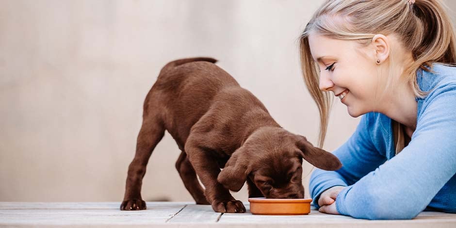 Como abrir o apetite do cachorro – Vontade Dona de pet olhando empolgada seu cachorro comendo com muita vontade