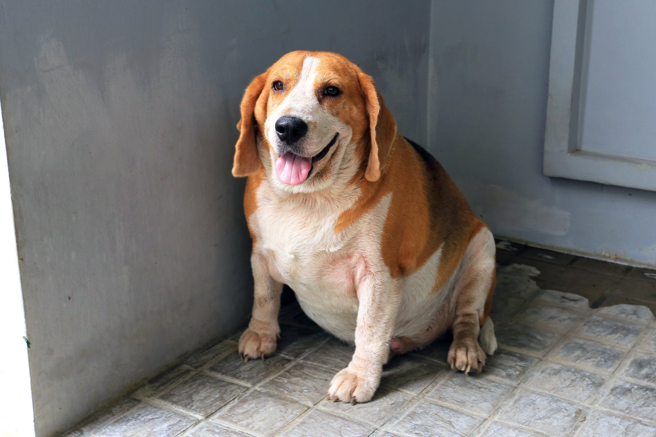 A obesidade canina pode causar ou agravar várias doenças, reduzindo expectativa de vida dos pets