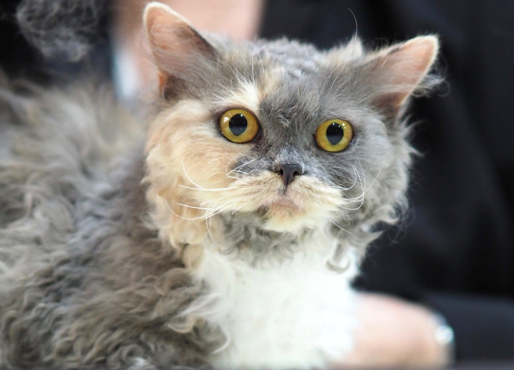 O Selkirk Rex é um gato de pelagem naturalmente cacheada, com personalidade tranquila e carinhosa