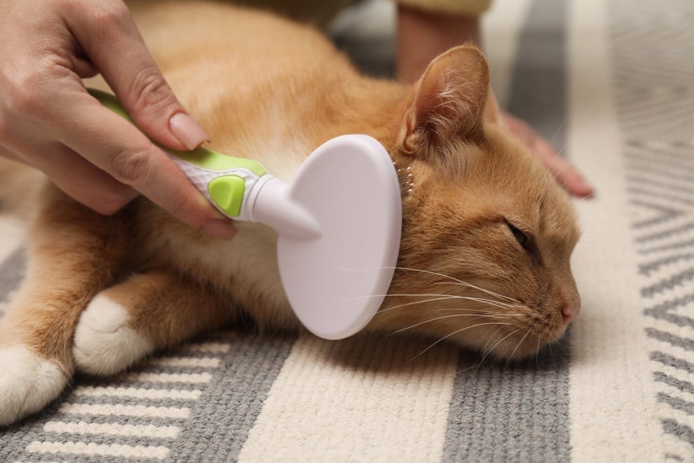 Hábito de escovar o pelo de gato ajuda a prevenir nós e bolas de pelos no estômago