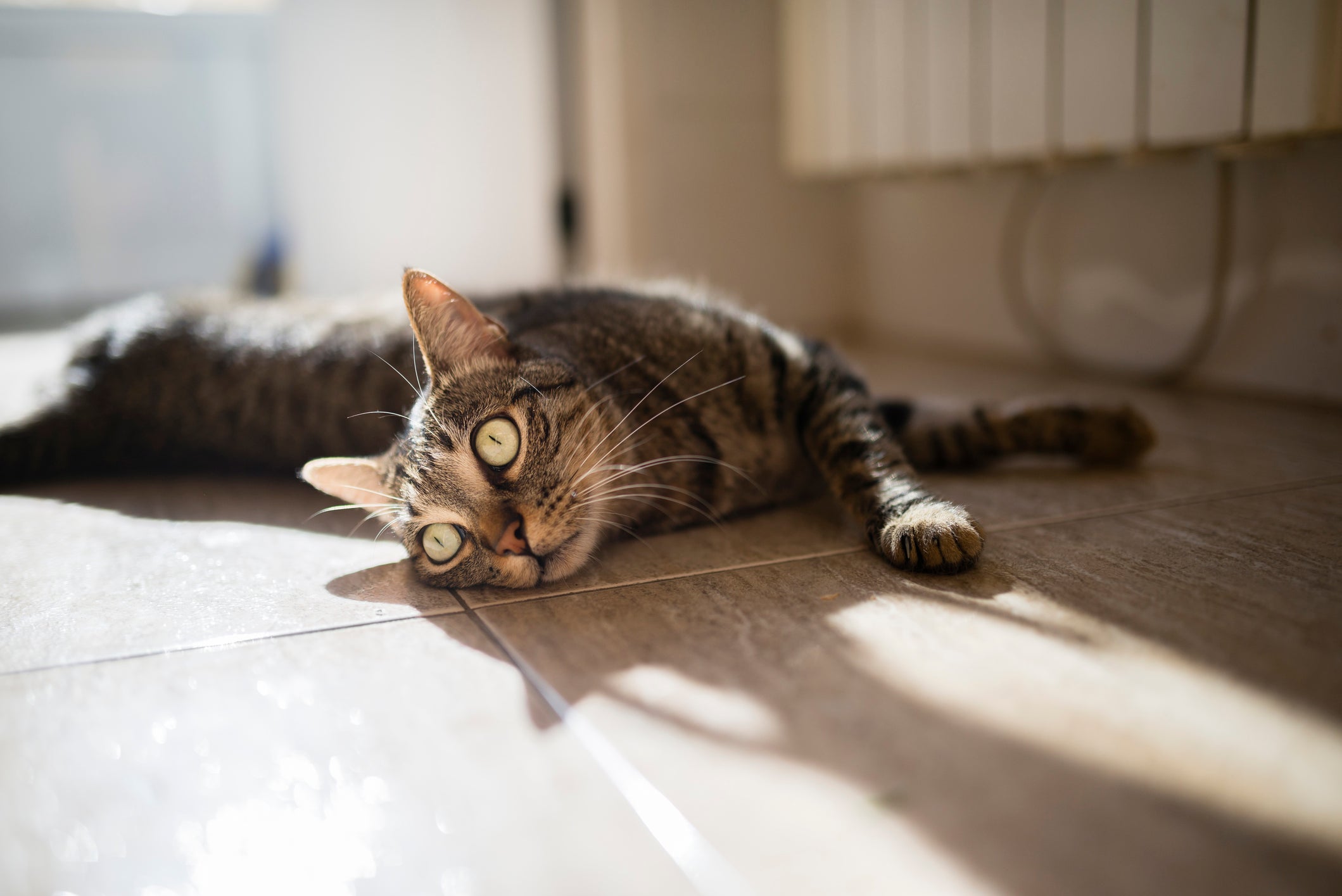 Gata no cio tem comportamentos bem característicos, como miados altos e frequentes