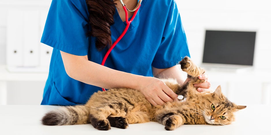 Epilepsia em gatos - Consulte Se você perceber algum sintoma de epilepsia em gatos consulte um veterinário.