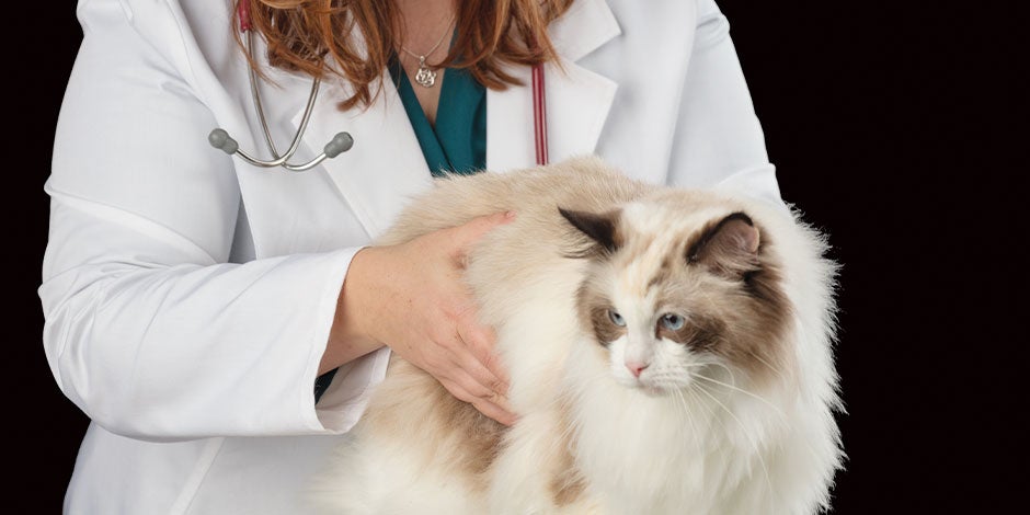 Epilepsia em gatos - Veterinário Um veterinário pode diagnosticar epilepsia em gatos. Consulte esse profissional.