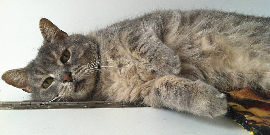 Epilepsia em gatos. Gatinho doente após um episódio de epilepsia.