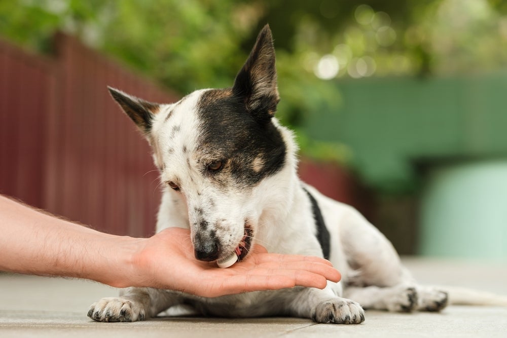 Usar qualquer vermífugo para cachorro sem orientação veterinária é um erro comum entre tutores