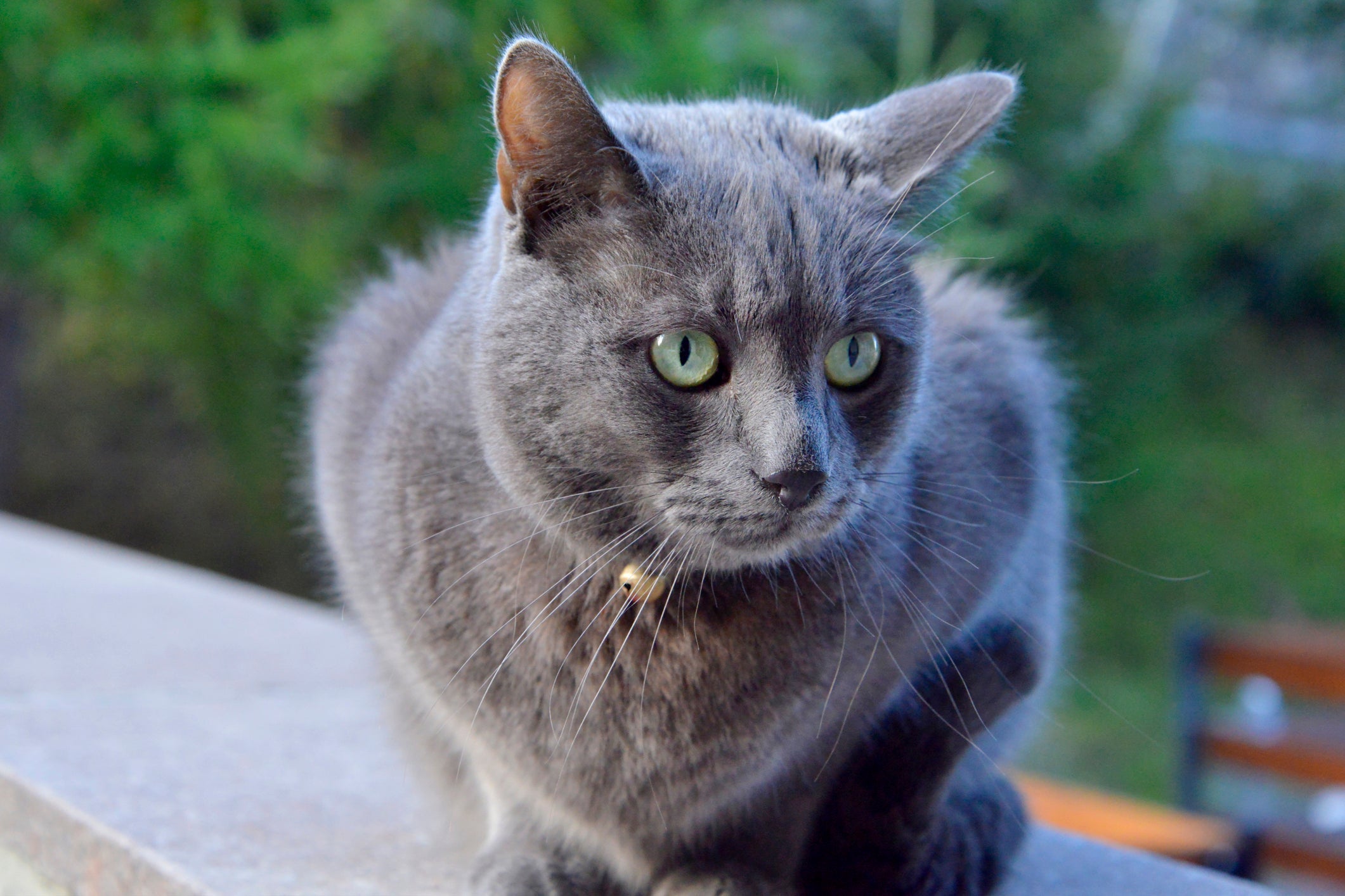 A esporotricose em gatos pode afetar outros animais e é contagiosa para humanos