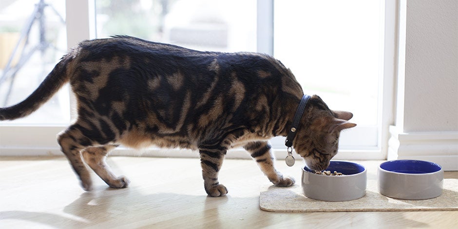 Fibra para gatos – Alimentação Gatinho comenda da tigela. Fibra para gatos.