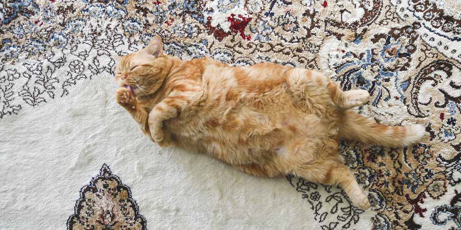 Fibra para gatos - Sobrepeso A fibra para gatos é fundamental para o bem-estar felino, especialmente se ele tem sobrepeso. Gato gordo deitado.