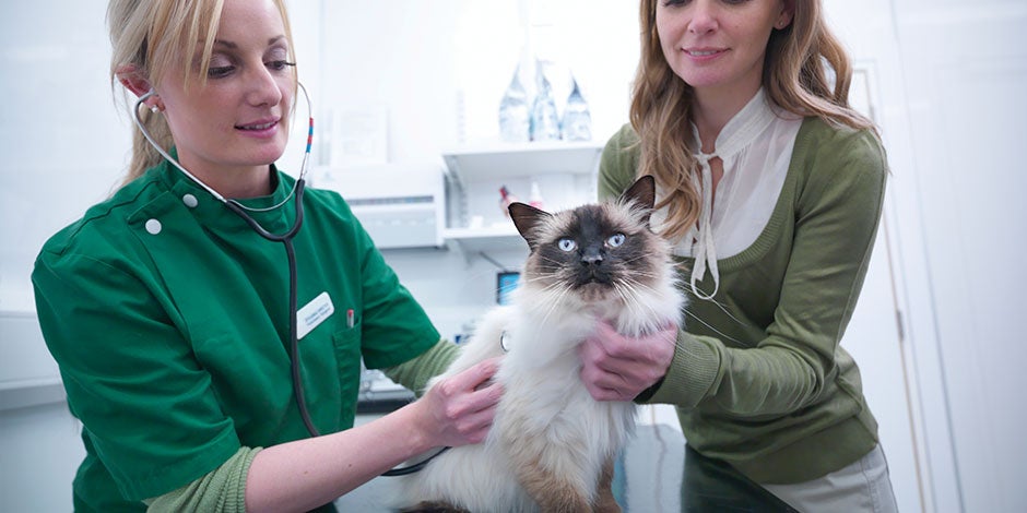 Veterinária examinando um gato. Fibra para gatos.