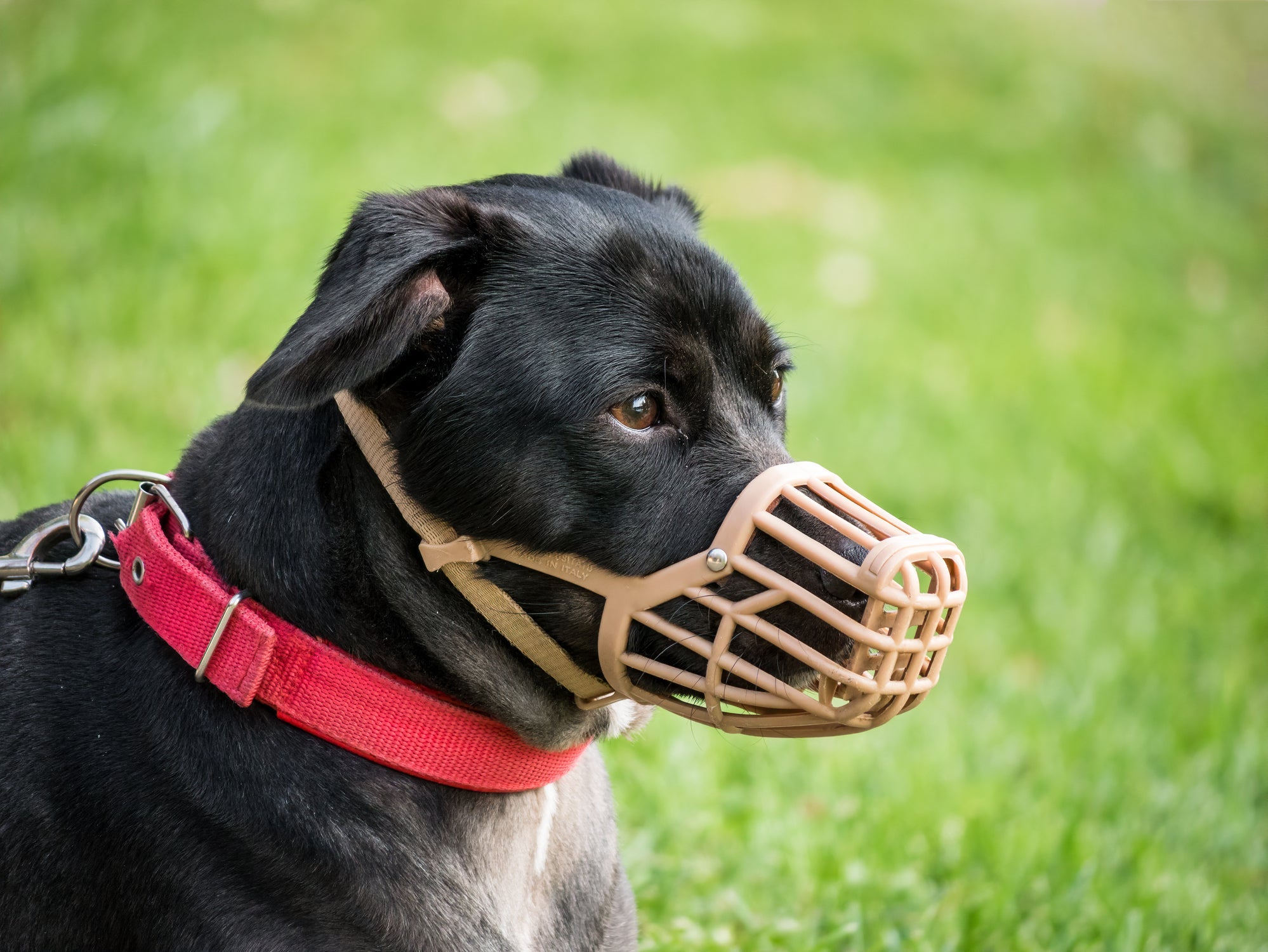 A focinheira para cão deve ser usada apenas em situações específicas e com cuidado