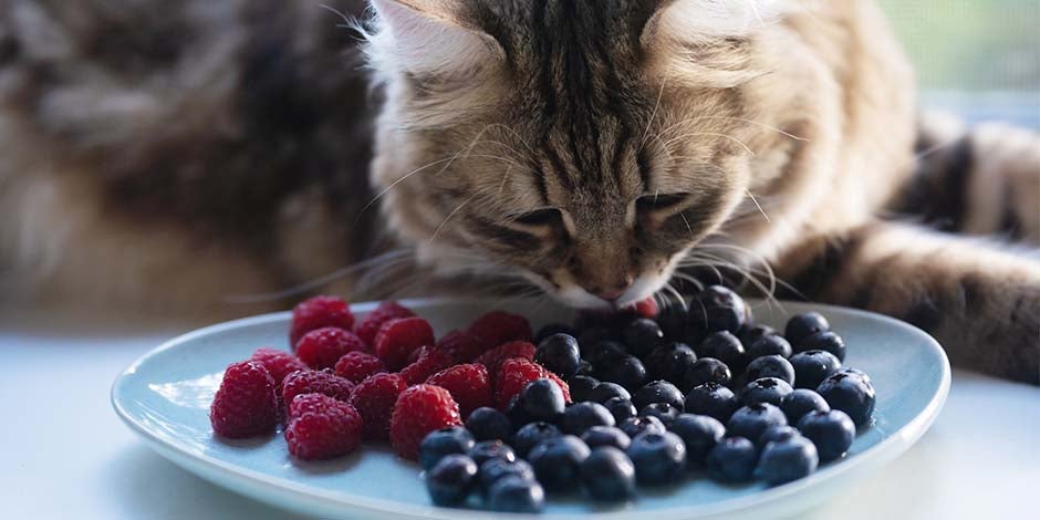 Frutas que gatos podem comer – Mirtilo Frutas que gatos podem comer. Gato comendo mirtilo