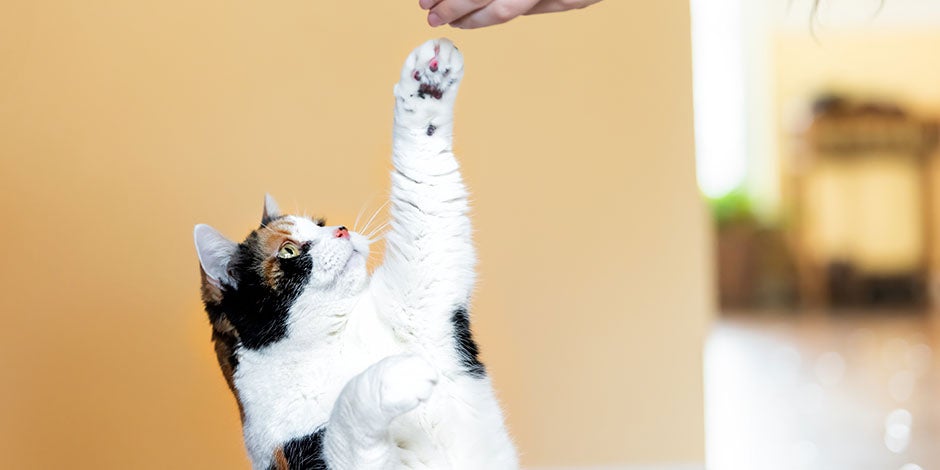 Frutas que gatos podem comer - Recompensa Frutas que gatos podem comer e funcionam como recompensa. Pet recendo um snack.