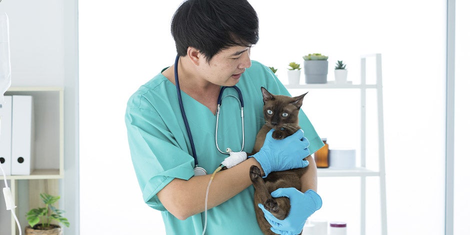 Gastrite em gatos - Veterinário Veterinário revisando um felino com possível gastrite em gatos.
