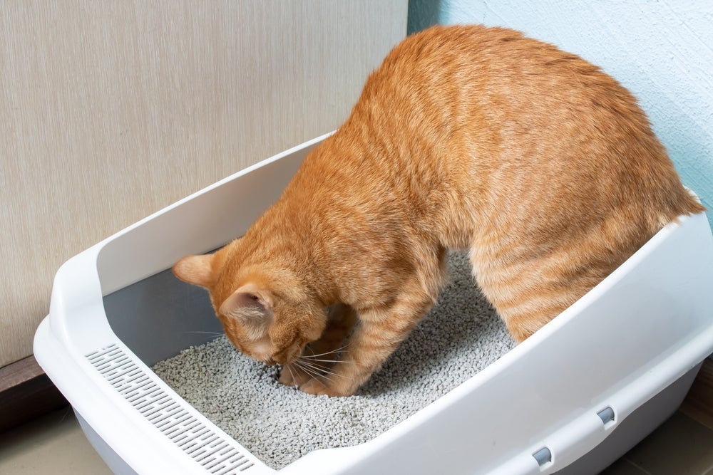 Mudar a ração de uma hora para outra ou exagerar nos petiscos pode provocar diarreia em gatos