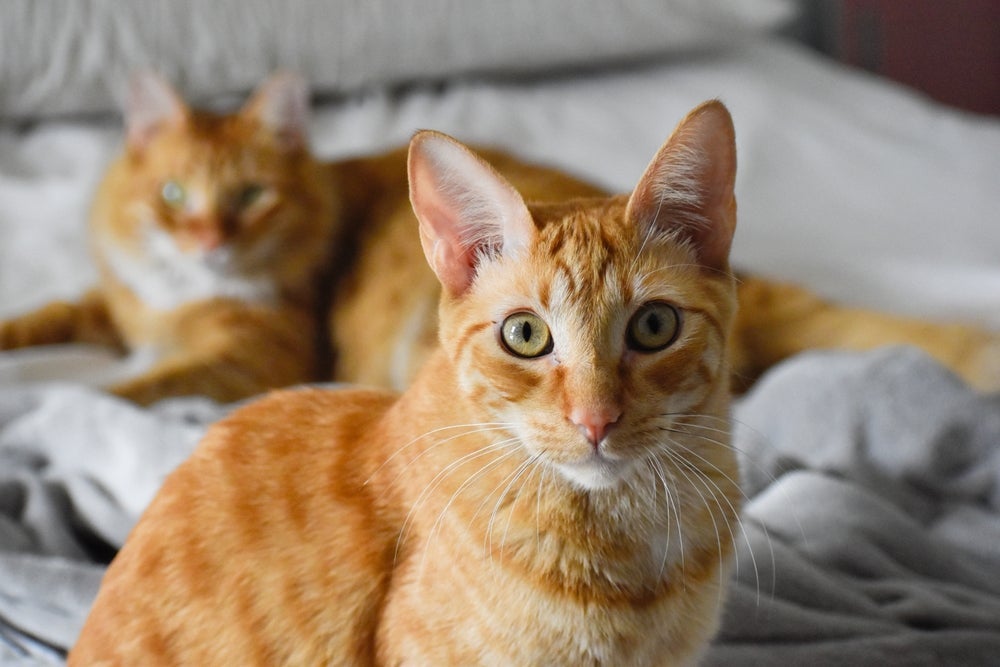 O gato laranja e branco gosta de ser o centro das atenções e não dispensa um carinho