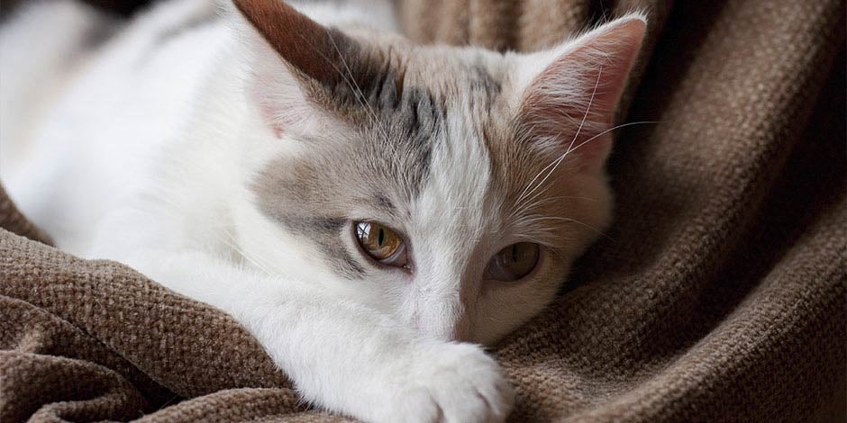 Gato pode comer aveia - Doente Gato pode comer aveia. Gato doente após comer muita aveia.