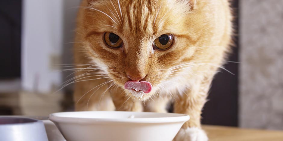 Gato pode comer aveia - Pequeno Gato pode comer aveia. Gato pequeno comendo aveia em uma tigela.