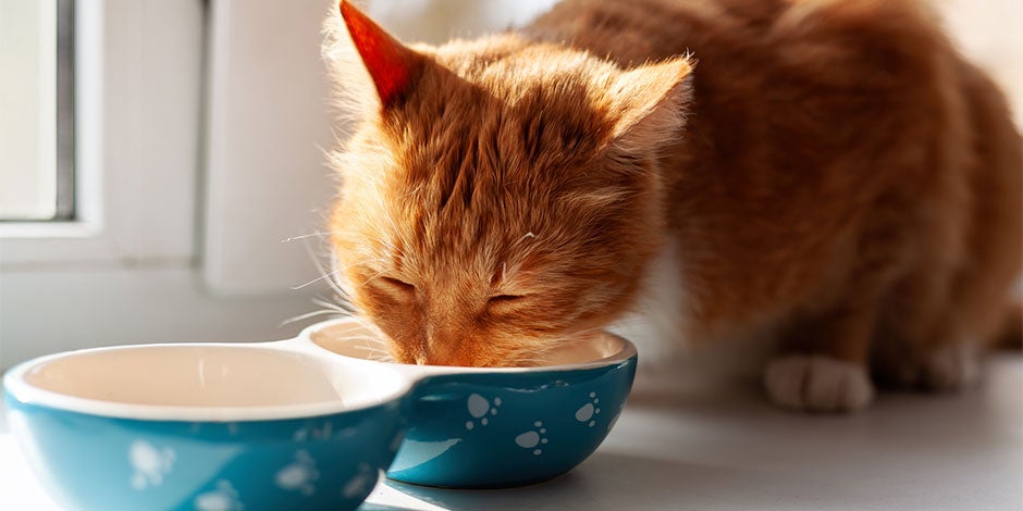 Gato pode comer aveia. Gato comendo aveia em uma tigela.