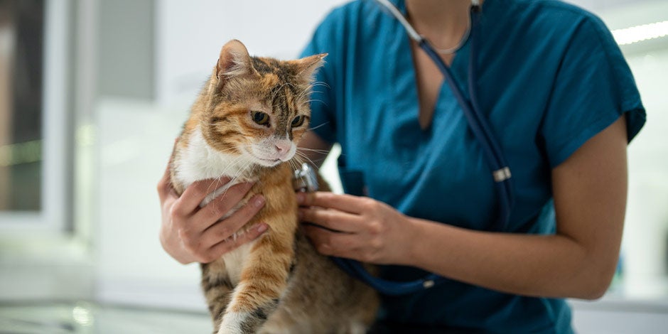 Gato pode comer banana – Precaução Gato pode comer banana, mas com muita precaução.