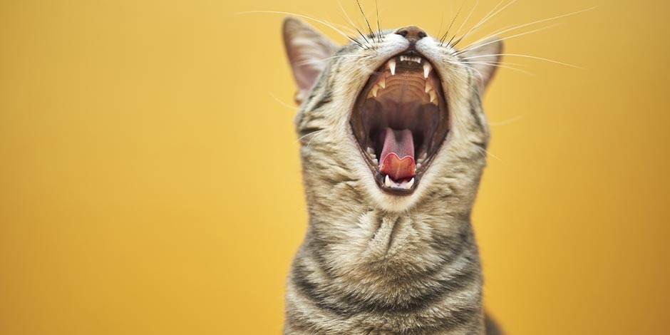 Gato pode comer banana? Felino com a boca aberta.