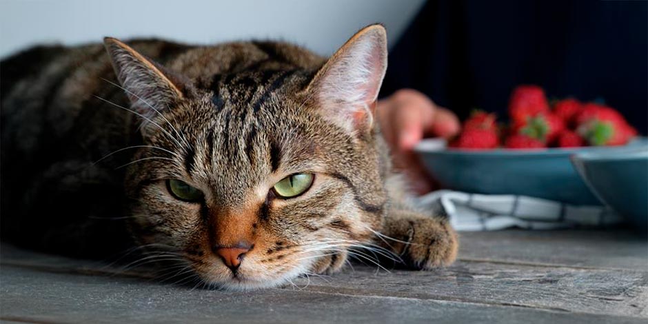 Gato pode comer morango. Morangos