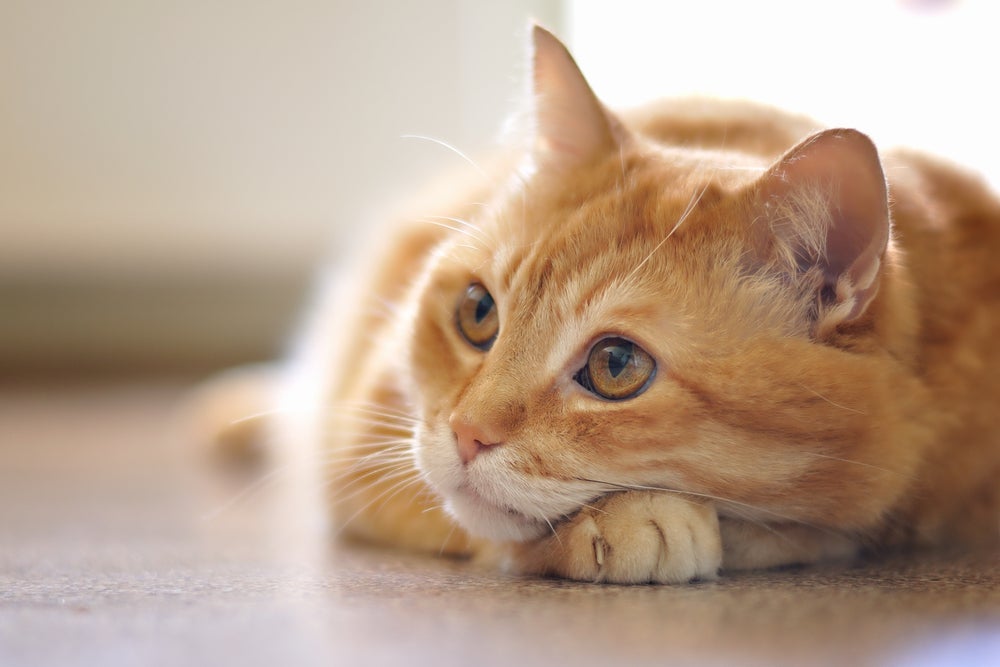 Gato vomitando com frequência e com outros sintomas associados é sinal de alerta para os tutores