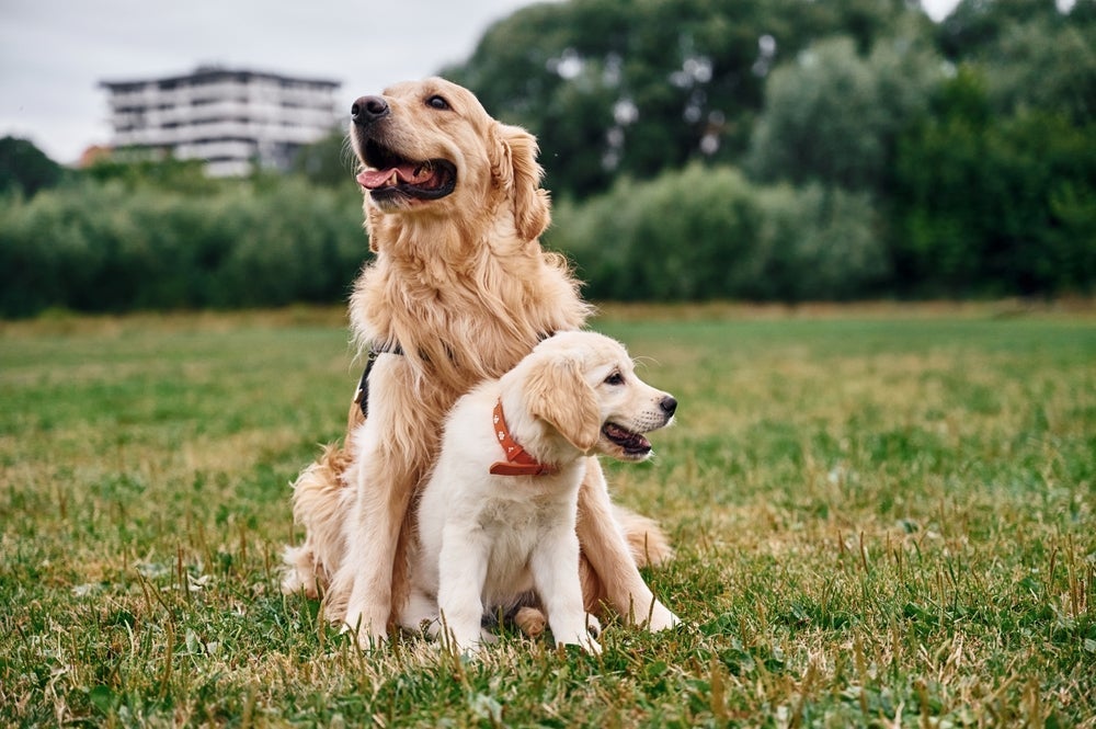 Cada idade do cachorro demanda cuidados específicos com alimentação e estilo de vida