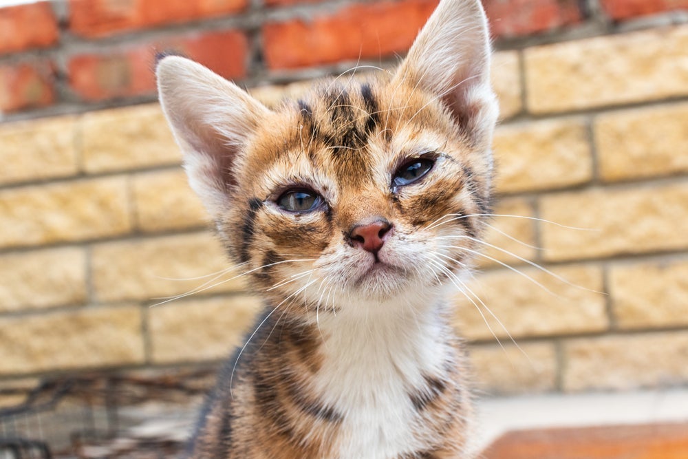 Gato filhote com olho remelando nem sempre é sinal de algum problema mais sério